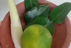 Serai, Lemon dan Daun Jeruk Nipis Bisa  Meredakan Batuk Berdahak