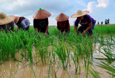 Banyuasin Rajai Produksi Padi, Palembang Justru Minim—Prabumulih Paling Kecil!
