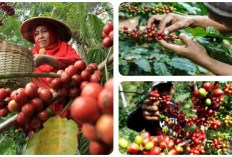 Daerah di Sumsel Berkontribusi Dalam Produksi Kopi: Penuhi Permintaan Lokal dan Global