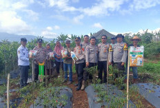 Tanam Jagung di Sela Bedengan Cabai