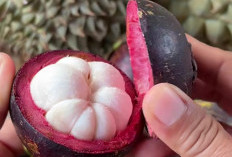 Kenapa Makan Manggis Tidak Boleh Minum yang Manis-manis. Ternyata Ini Masalahnya
