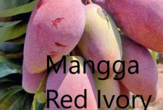 6 Manfaat dari Mangga Red Ivory Untuk Kesehatan