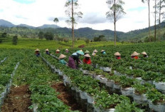 Bukan Hanya Ciwidey Bandung, Pagaralam Juga Punya Wisata  Kebun Strowberi.Ini Lokasinya!