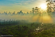 Ranca Upas Ciwidey Bandung, Wisata Alam dengan Rusa Jinak, Camping dan Pemandian Air Panas