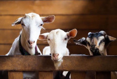 Syarat Sah Kambing yang Akan Dikurbankan