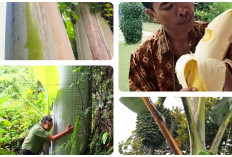 Pohon Pisang Terbesar di Dunia Ternyata hanya Ada dan Tumbuh di Indonesia, Tingginya Capai 20 Meter