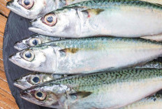 7 Manfaat Utama Ikan Sarden Untuk Kesehatan Tubuh