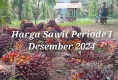 Naik Rp20,14 Harga Sawit Periode I Desember 2024