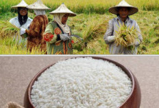 Kabupaten di Sumsel Ini Berkontribusi Besar Dalam Kebutuhan Padi dan Beras Nasional 