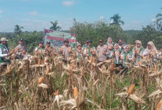 Panen 1,5 Ton Jagung di Lahan 2,25 Hektar