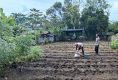 Dorong Ketahanan Pangan Lewat Budidaya Jagung 
