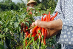 Sumsel Punya Lumbung Sayur mayur, Ini Dua Daerah Jadi Andalan!