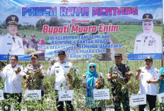 Muara Enim Produsen Kentang Terbesar di Sumsel