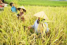 Produksi Padi Sumsel Mencapai Puncak di Maret 2026: Kini Menurun Tapi Secara Nasional Masih Tinggi!