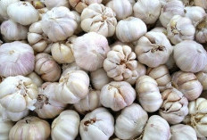 Khasiat Bawang Putih Juga Dapat Meningkatkan Sistem Imun Lo!