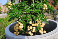 Ingin Lengkeng dalam Pot Tumbuh Subur dan Berbuah Lebat, Ini Resepnya
