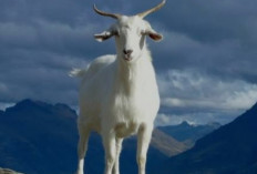 4 Arti Mimpi tentang Kambing