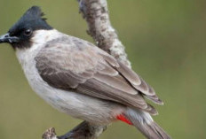 Makan Daging Burung Kutilang Bisa Tingkatkan Stamina