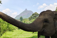Konservasi Gajah di TWA Lembah Serelo: Harmoni Alam Bersama Industri Hulu Migas
