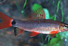 5 Fakta Borneo Red Fin Silver Shark, Ikan Endemik Kapuas 