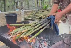 Batang Rotan Muda! Bahan makanan yang Unik dan Kaya Akan Manfaat