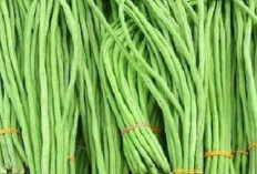 9 Khasiat Kacang Panjang Bagi Tubuh