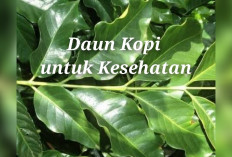 Daun Kopi untuk Kesehatan, Kamu Penasaran Simak Sini!