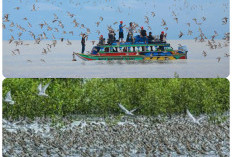 Punya Luas 2.000 Km Persegi, Ini Wisata Alam Permata di Sumsel.