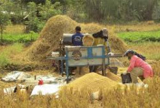 Sumsel Cetak 48.000 Hektar Sawah: Siap Masuk 2 Besar Nasional dan Dongkrak Ekonomi Daerah!