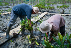 Kisah Masyarakat Pasir Sakti: Dulu Terkikis Abrasi, Kini Tumbuh Mangrove yang Menghidupi