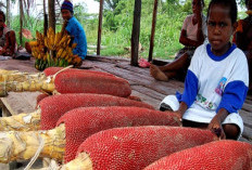 Tau Buah Merah Asal Papua? Ini Manfaatnya Untuk Tubuh!