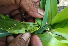 Polisi Bantu Petani Jagung Atasi Serangan Hama Ulat 