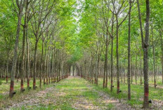 Sumsel Miliki Potensi Besar Perkebunan Regional, Produksi Karet disejumlah Daerah Alami Peningkatan