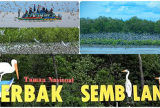 Sumsel Punya Surga Mangrove yang Memikat Habitat unik Bagi Satwa Liar dan Burung Cantik. Ini Lokasinya!