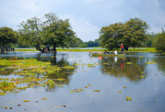 Desa Pinang Banjar, 