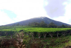 Menyusuri Gunung Dempo, Legenda Mistis dan Pemandangan Sejuk Sumsel