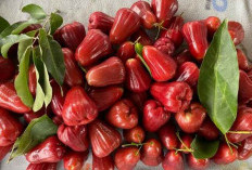 Manfaat dari Jambu Air yang Banyak Diketahui Orang