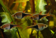 9 Ikan Hias Air Tawar dengan Warna Memukau, Favorit Aquascape yang Bikin Mata Terpana