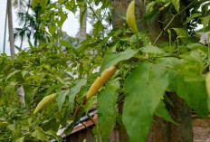 Mom Harus Tau, ini Fakta yang Akan Terjadi jika Menyimpan Cabai di Dalam Kulkas, Kok Bisa?