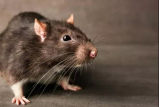Tikus Lari dari Rumah Gak Mau Kembali Dengan Racikan 3 Bahan