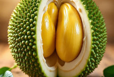 5 Efek Samping atau Dampak Negatif Jika Makan Nangka Terlalu Banyak