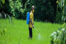Cara Menggunakan Racun Rumput yang Benar