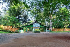 Punti Kayu Palembang, Hutan Pinus Raksasa di Tengah Kota yang Jadi Paru-Paru Sumsel