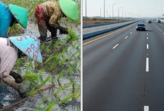 Selain Jalan Tol Pertanian Padi jadi Motor Utama Penggerak Ekonomi Sumsel