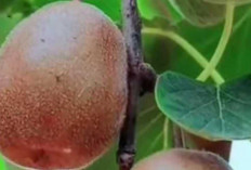 Buah Kiwi Salah Satu Manfaatnya Dapat Meningkatkan Daya Tahan Tubuh