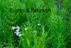 7 Bahaya Pemakaian Rumput Fatimah Jika TidakTepat