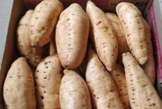 7 Khasiat dari Ubi Cilembu Untuk Kesehatan