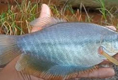 Sepat Siam: Ikan Kecil Dagingnya Empuk Suka Main di Rawa-Rawa!