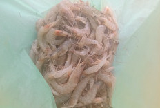 4 Rekomendasi Umpan Mancing di Rawa dan Kanal 