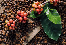 Pagaralam Identik dengan Kopi, Tapi Ternyata Bukan Raja Kopi Sumsel: Ini Daerah Penghasil Kopi Terbesar!